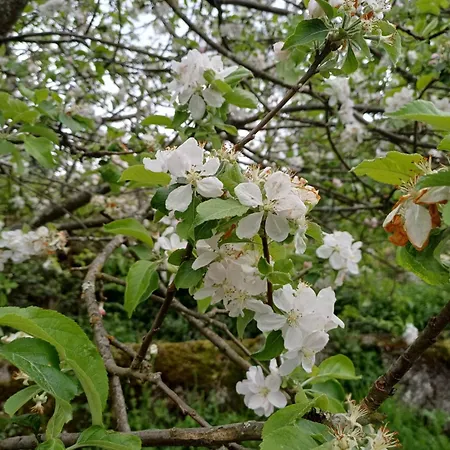Quinta Flores Da Mae 木屋 *