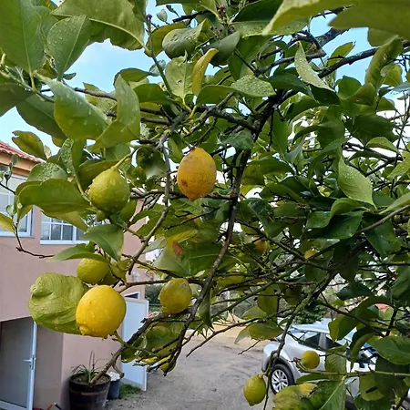 Quinta Flores Da Mae * Folhada