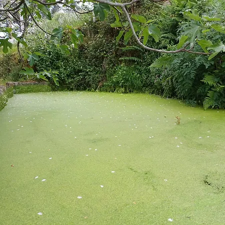 Quinta Flores Da Mae *