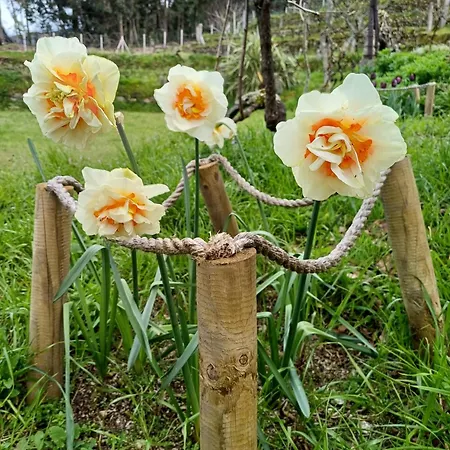 Quinta Flores Da Mae * Folhada