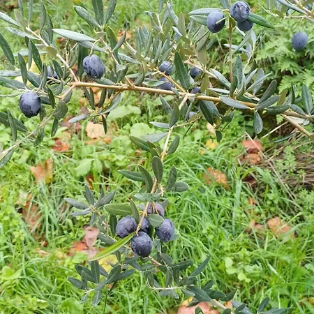 Quinta Flores Da Mae 木屋 *