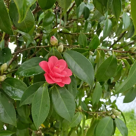 Alpstuga Quinta Flores Da Mae *