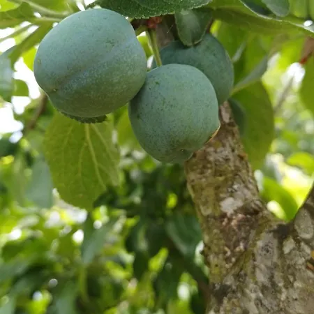 Alpstuga Quinta Flores Da Mae Folhada